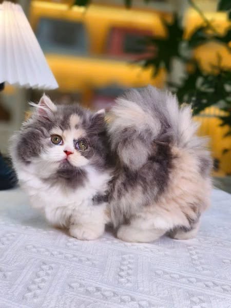 Munchkin Longhair