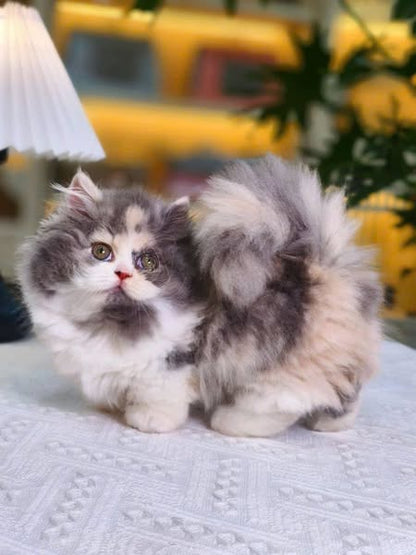 Munchkin Longhair