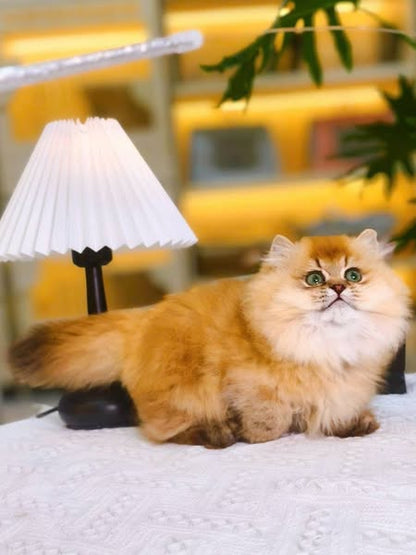 Munchkin Longhair
