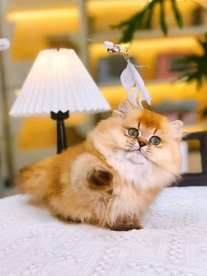 Munchkin Longhair