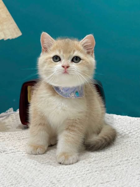 British Shorthair
