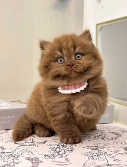 British Longhair