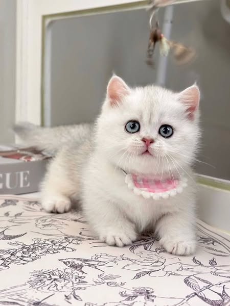 Munchkin