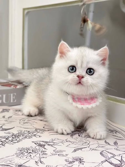 Munchkin
