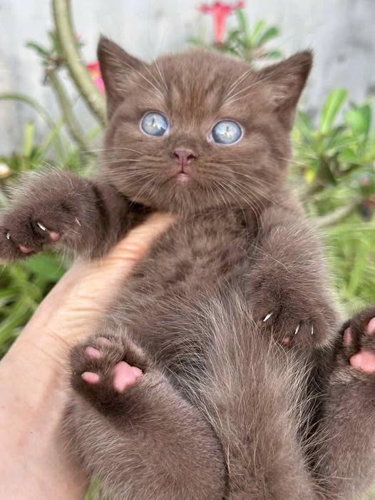 British Shorthair