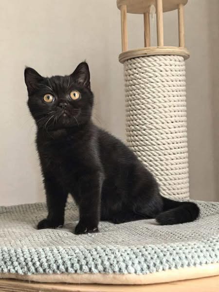 British Shorthair
