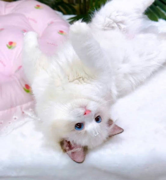Ragdoll