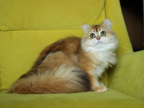 British Longhair