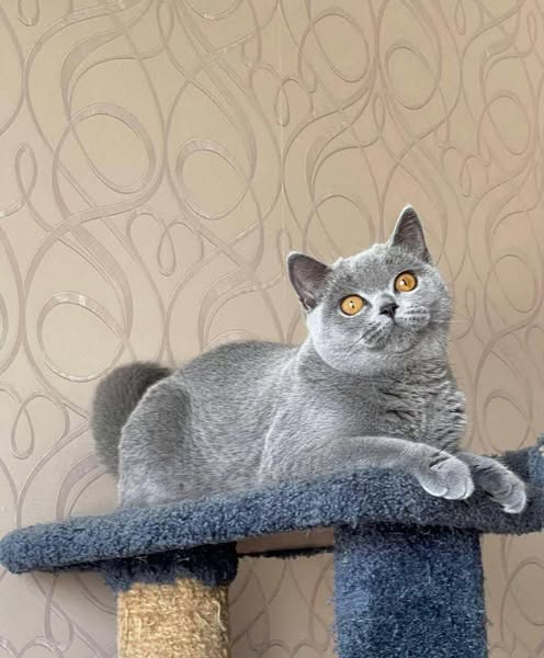 British Shorthair