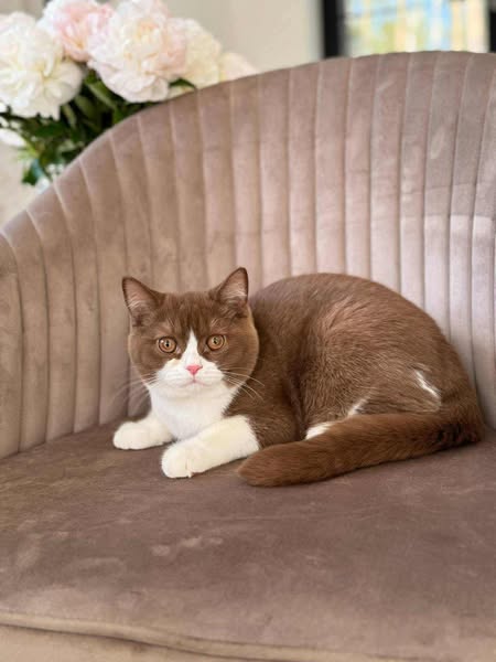 British Shorthair