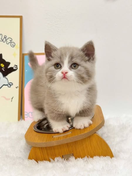 Munchkin