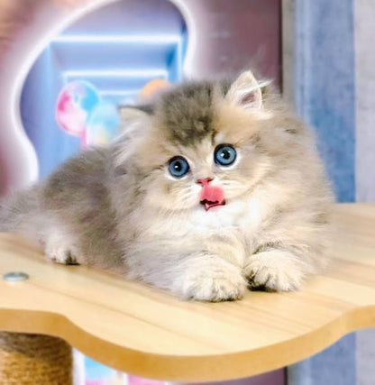 Munchkin Longhair