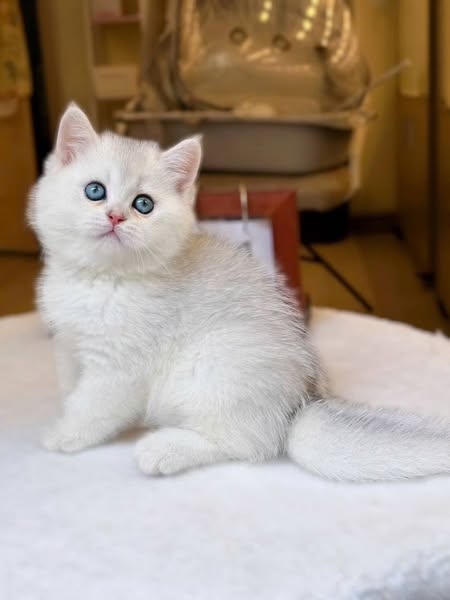 British Shorthair