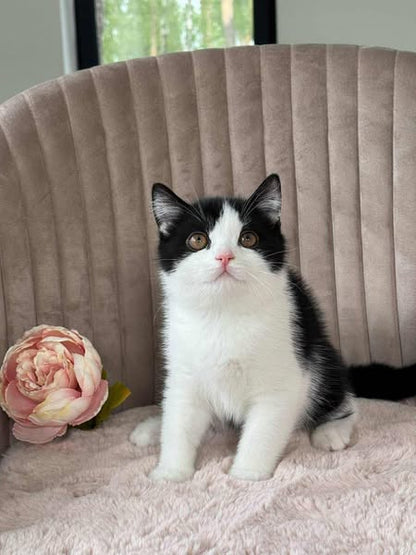 British Shorthair