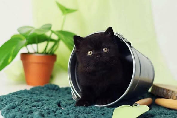 British Shorthair