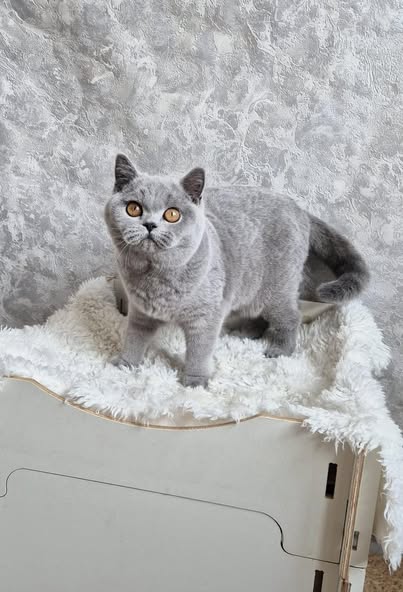 British Shorthair