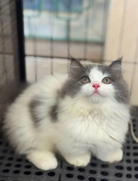 Munchkin Longhair