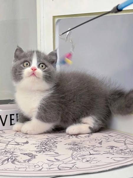 Munchkin