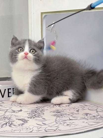 Munchkin