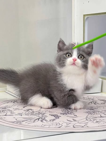 Munchkin