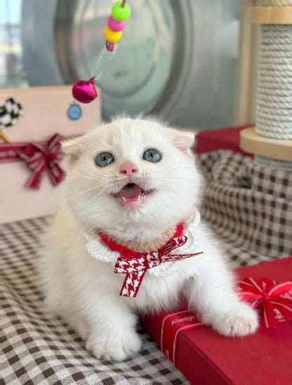 Munchkin