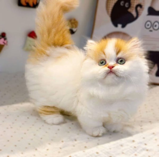 Munchkin Longhair