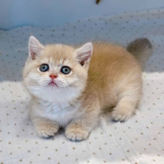Munchkin