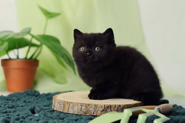 British Shorthair