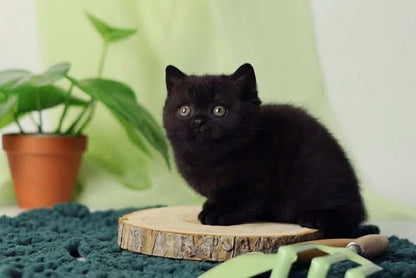 British Shorthair