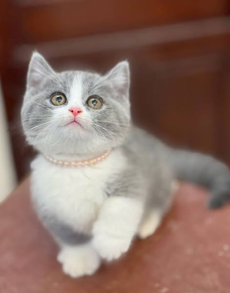 Munchkin
