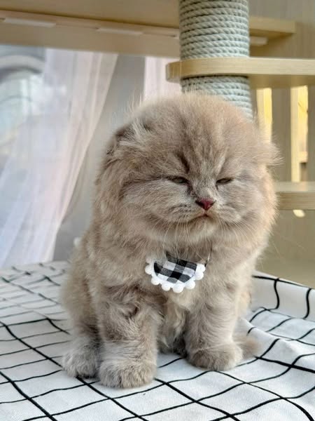 Scottish Fold Longhair