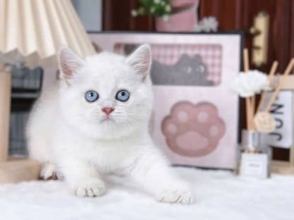 British Shorthair