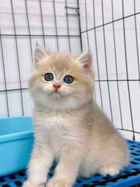 British Shorthair