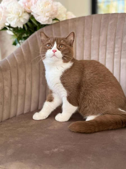 British Shorthair