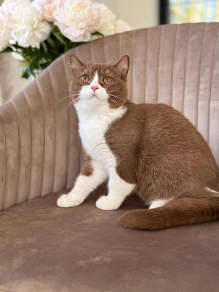British Shorthair