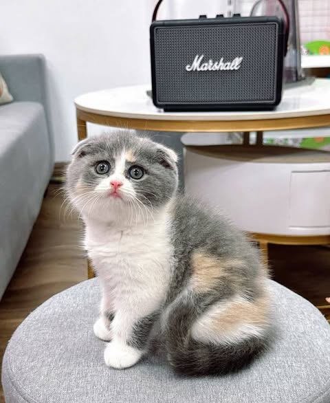 Scottish Fold