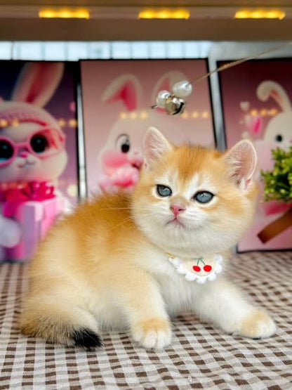 British Shorthair