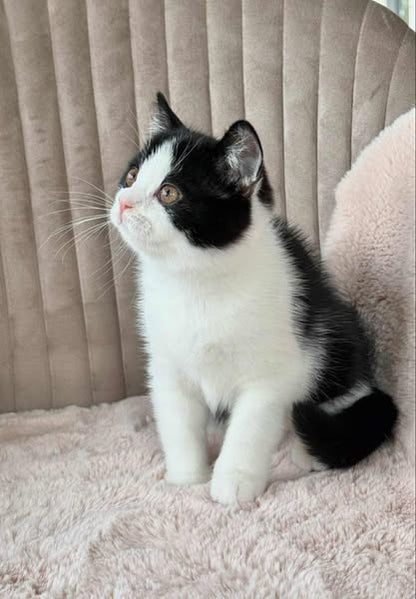 British Shorthair