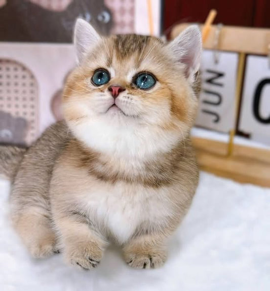 Munchkin