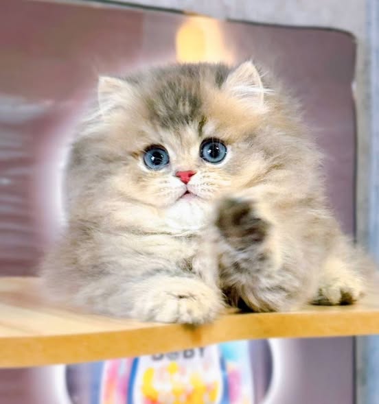 Munchkin Longhair