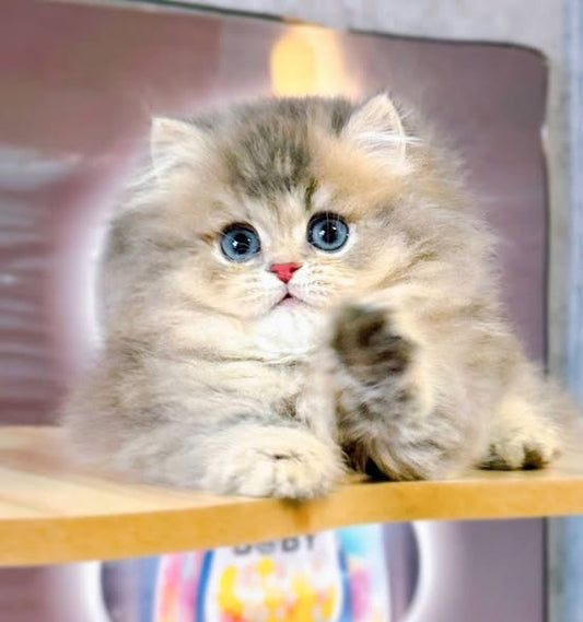 Munchkin Longhair