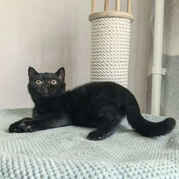British Shorthair