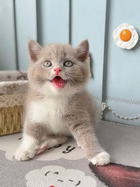 British Shorthair