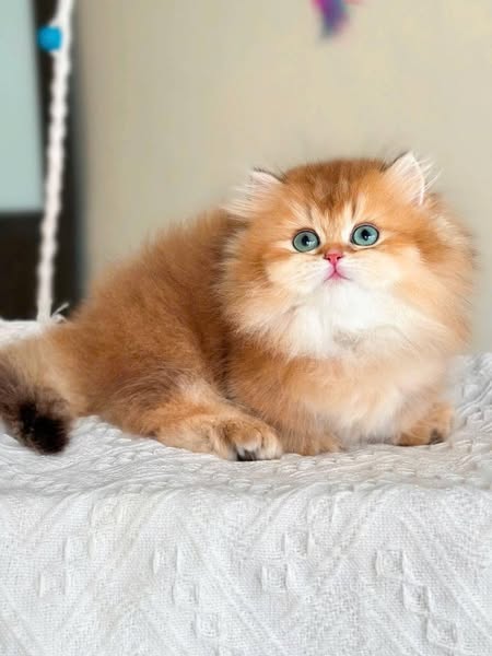 Munchkin Longhair