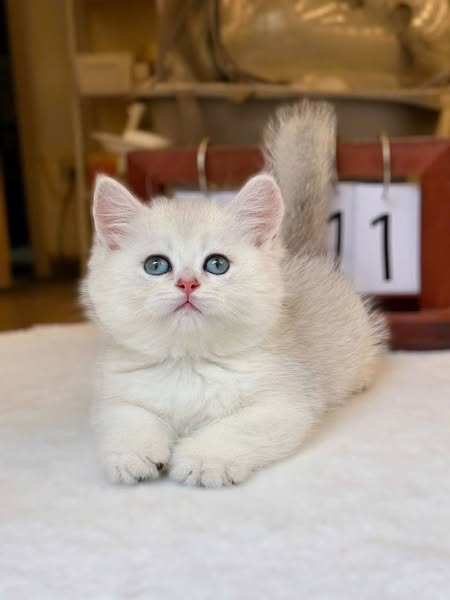 British Shorthair
