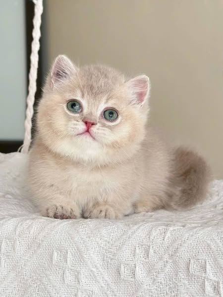 Munchkin