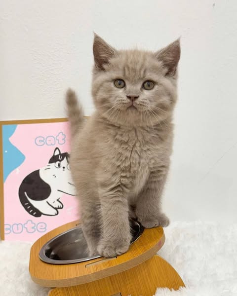 British Shorthair