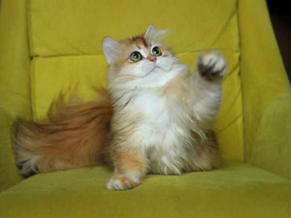 British Longhair