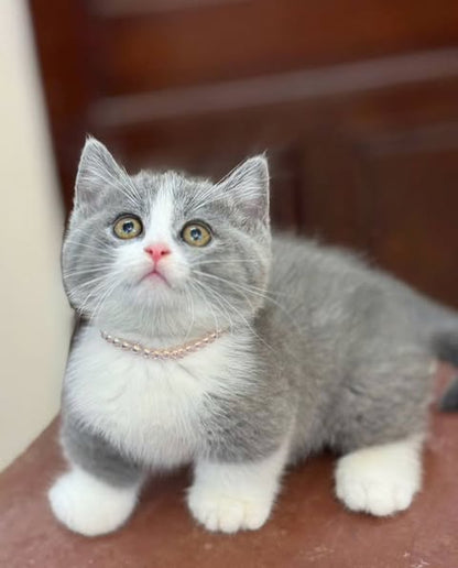 Munchkin
