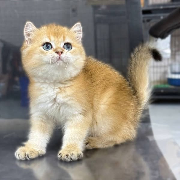 British Shorthair